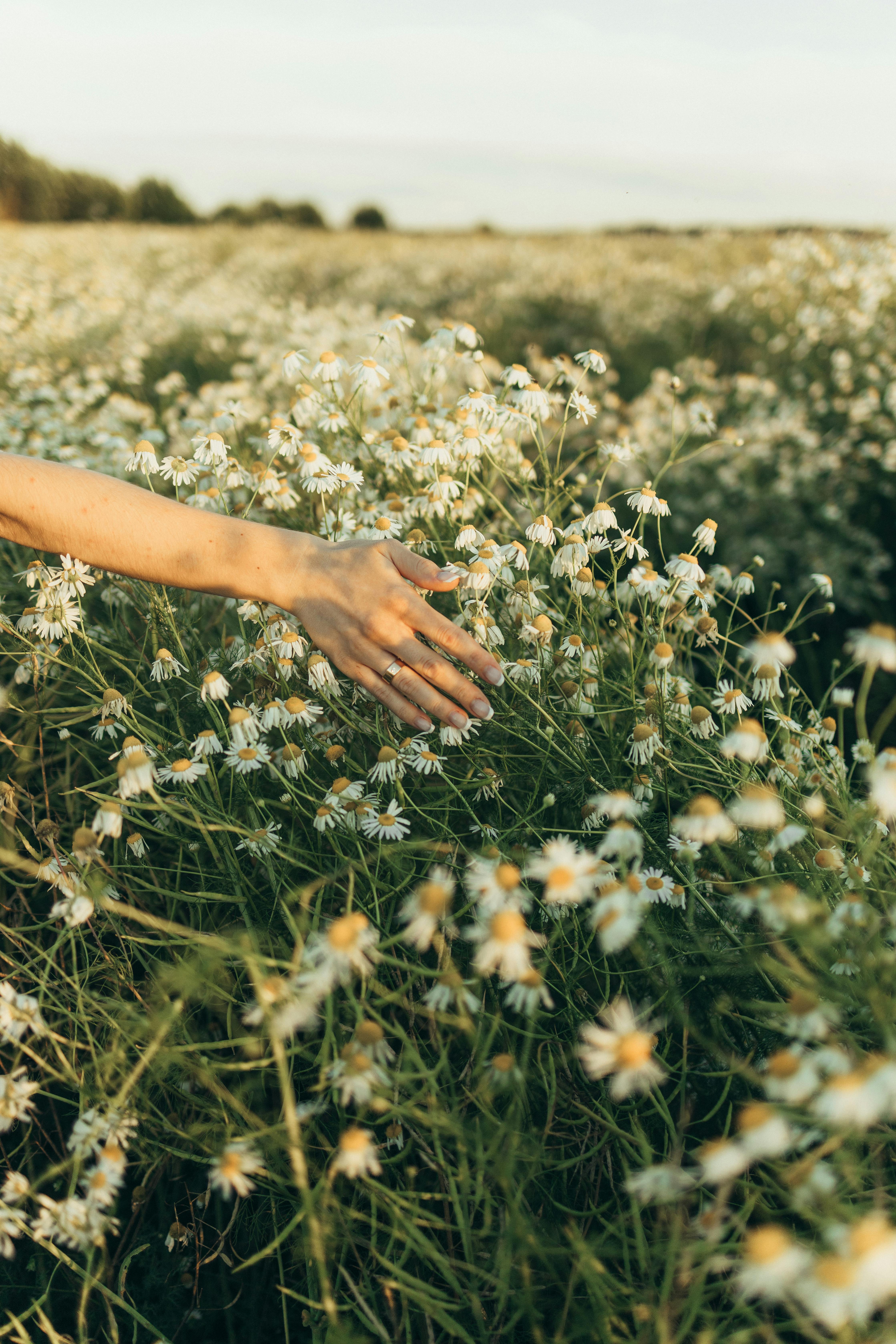 Hand brushing against flowers